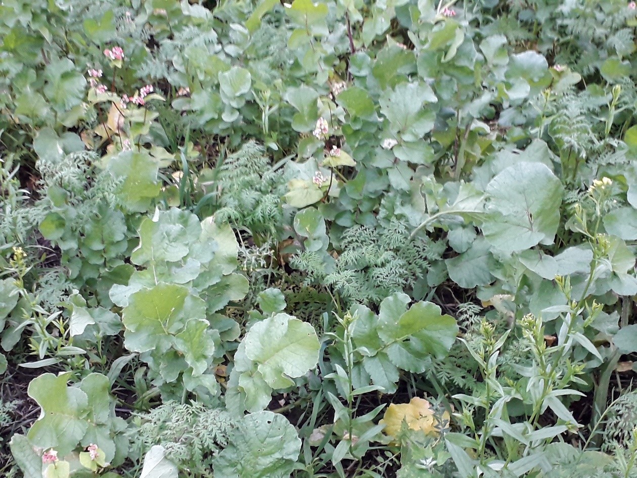 Cover crops
