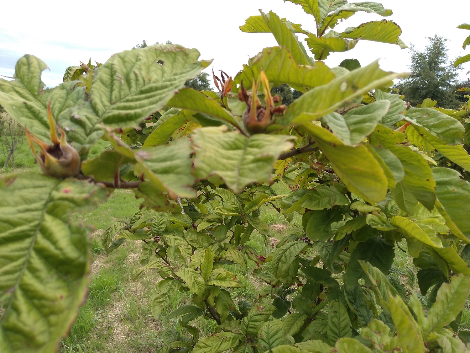 Photo of a medlar tree.